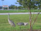 Local Wildlife--Endangered Sandhill Cranes