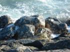 The rocks are covered with Opii, a local delicacy.