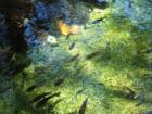 Koi pond at the Neal Blaisdell Center