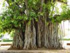 A really old banyan tree