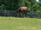 From the Waterford Stables in St. James, Long Island, New York.  Available to ride by appointment.  By:  Feng Shui Long Island Consultant, New York City
