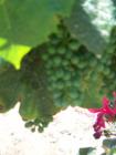Temecula, CA - South Coast Winery Grapes