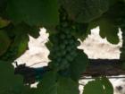 Temecula, CA