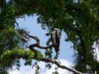 Oscar the Osprey in my backyard