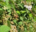 Blackberries on the vine in a Cornwall Park neighborhood garden