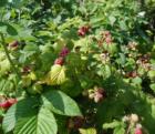 Ripe raspberries, Cornwall Park neighborhood garden