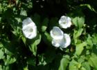 Morning Glory, Morning Glory: So pretty but such a prolific weed