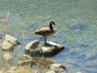 Canadian Goose - Putah Creek - Base of Damn
