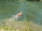 Putah Creek - Scout Fishing