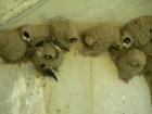 The Swallows at Putah Creek