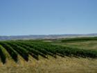 Vinyards in Walla Walla