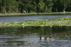 You can fish at Burroughs park or just kick back and watch nature at its best!!  The lake is full of ducks.