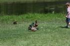 Burroughs Park is a great place to take your children.  You can fish while they feed the ducks or you can just sit back and enjoy nature.