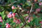 Blueberries at Bailey's Berry Patch