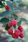 Unripened blackberries at Bailey's Berry Patch