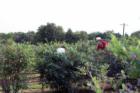 Blueberry picking at Bailey's Berry Patch