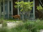 Deer, right up to your front door in Fire Island, New York.  By Feng Shui Long Island Consultant