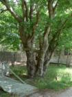 These trees are unique----and must be very old.  They caught my eye. By Feng Shui Long Island, New York City Consultant
