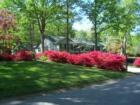 Azaleas provide bright bursts of profuse color every spring in Stoneybrook Estates, Cary, NC
