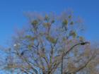 Mistletoe crop in an oak tree in Cary, NC.  Marksmen with .22 rifles harvest mistletoe by shooting it out of trees.  Really!