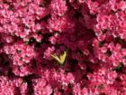 A butterfly and azaleas meet up, Bridgeton Park, Raleigh, NC, 2007