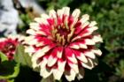 A flower in one of the many gardens at Western Washington University