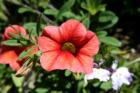 Another flower at WWU