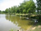 Trees along pond