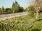 View of Golden Springs Dr. from Sycamore Canyon Park