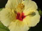 Hula Girl hibiscus