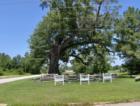 The Camden Oak