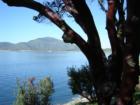 Tree silhouette from New Melones shoreline