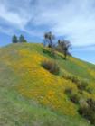 Hillside at New Melones covered with poppies in Spring (taken from Highway 49).