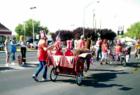 Llamas on parade, in Los Lunas!