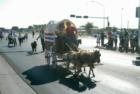 Miniature horses in the Los Lunas 4th of July parade