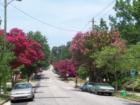 Crape Myrtles lining North East Street in Historic Oakwood, Raleigh, NC.   Crape Myrtles, aka lagerstroemia, are one of the most common street trees in the South, bringing profuse color over a long blooming season.
