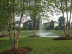 The Pond thru some Birch trees!