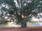 The 300 year old Oak Tree