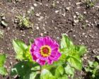 Cornwall Park neighborhood garden