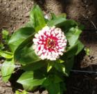 Cornwall Park neighborhood garden