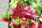 Cornwall Park neighborhood garden