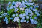 Cornwall Park neighborhood garden