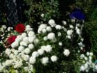 Cornwall Park neighborhood garden