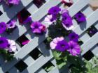 Cornwall Park neighborhood garden