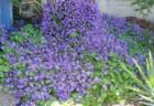 Cornwall Park neighborhood garden