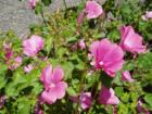 Cornwall Park neighborhood garden