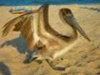 This Pelican came around looking for handouts