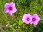These are some of the original Marsh Mallows