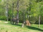 Zebras!  At the North Carolina Zoological Park, Asheboro, NC