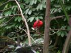 Colorful birds reign at the aviary, North Carolina Zoological Park, Asheboro, NC